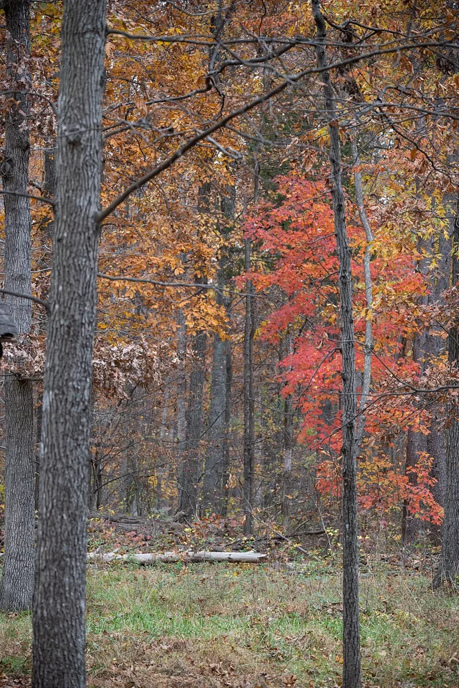 Conway Robinson State Forest near Gainesville